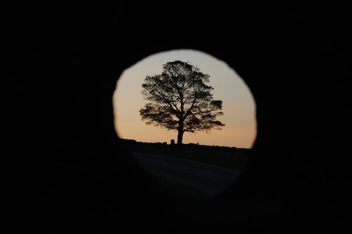 tree in sunset thru millstone.JPG